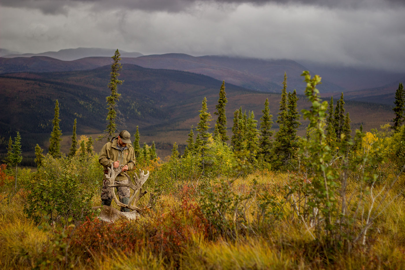 Alaska selfguided caribou hunts 40 mile, YukonCharley, Tok