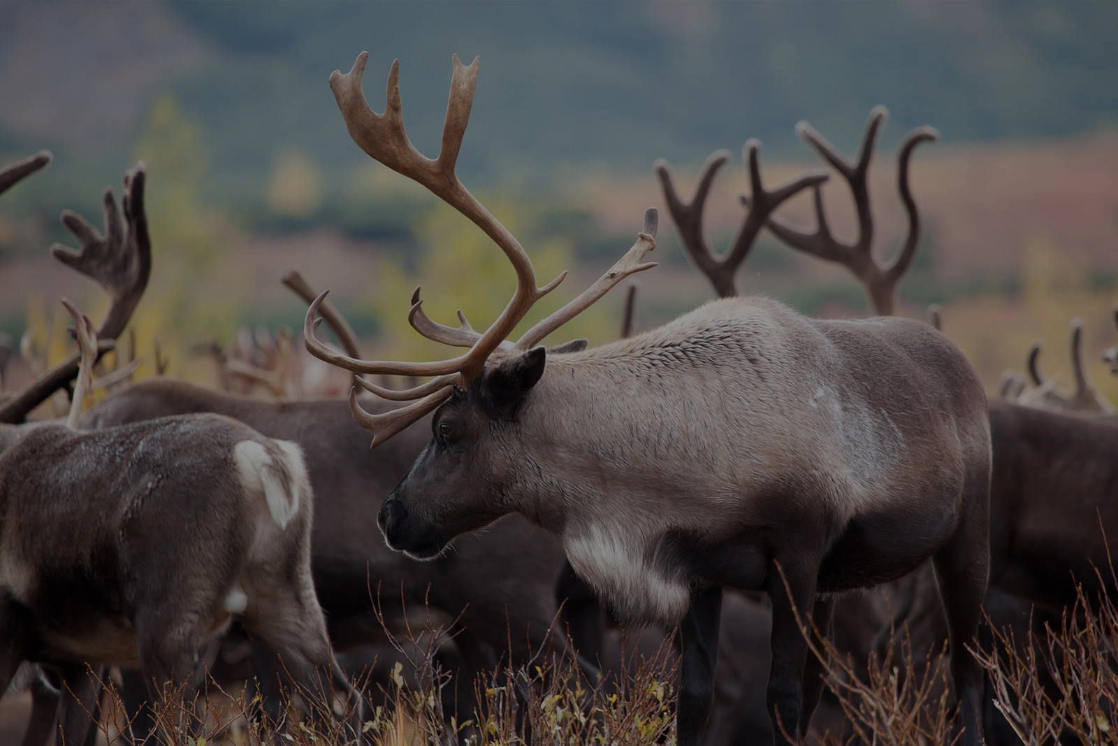 Alaska selfguided caribou hunts 40 mile, YukonCharley, Tok