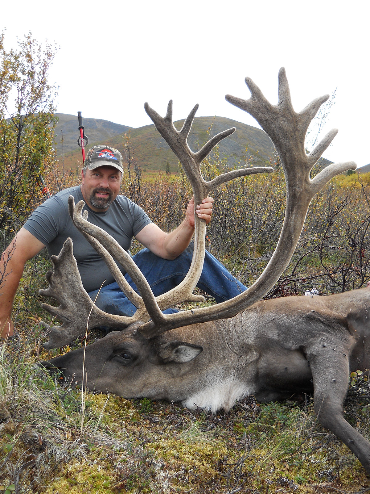 Alaska selfguided caribou hunts 40 mile, YukonCharley, Tok