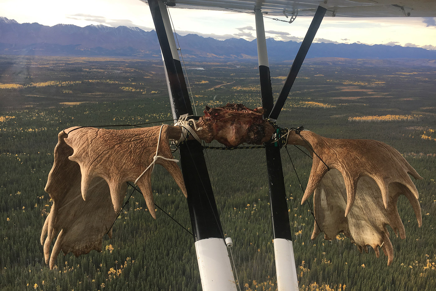 Alaska Selfguided Trophy Moose Hunts