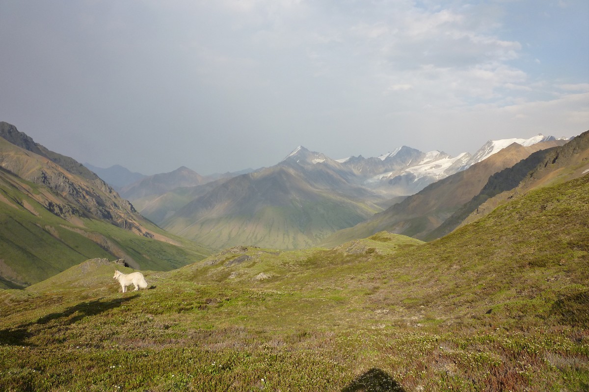 Looking across the alpine backcountry of Wrangell-St. Elias National Park.